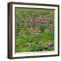 Common Peony (Paeonia Officinalis) Flowers in a Meadow, Valle De Canatra, Sibillini Np, Italy, May-Müller-Framed Photographic Print