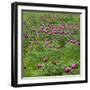 Common Peony (Paeonia Officinalis) Flowers in a Meadow, Valle De Canatra, Sibillini Np, Italy, May-Müller-Framed Photographic Print