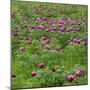 Common Peony (Paeonia Officinalis) Flowers in a Meadow, Valle De Canatra, Sibillini Np, Italy, May-Müller-Mounted Photographic Print