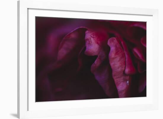 common peony, petals, close up-Nadja Jacke-Framed Photographic Print