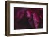 common peony, petals, close up-Nadja Jacke-Framed Photographic Print