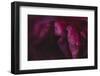 common peony, petals, close up-Nadja Jacke-Framed Photographic Print