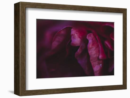 common peony, petals, close up-Nadja Jacke-Framed Photographic Print