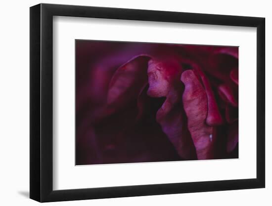 common peony, petals, close up-Nadja Jacke-Framed Photographic Print