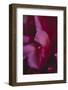 common peony, petals, close up-Nadja Jacke-Framed Photographic Print