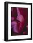 common peony, petals, close up-Nadja Jacke-Framed Photographic Print