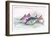 Common Perch and Common Bass-Robert Hamilton-Framed Art Print