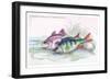 Common Perch and Common Bass-Robert Hamilton-Framed Art Print