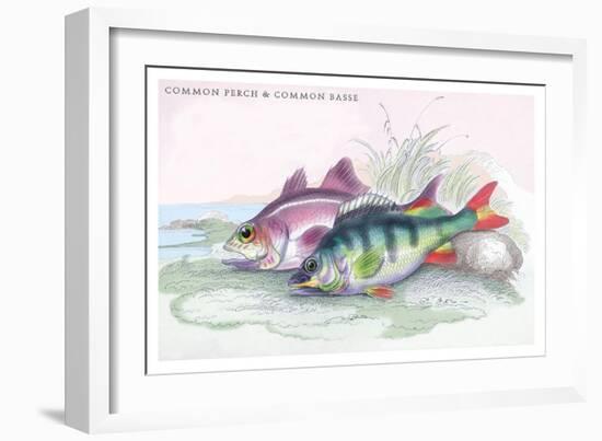 Common Perch and Common Bass-Robert Hamilton-Framed Art Print
