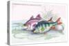 Common Perch and Common Bass-Robert Hamilton-Stretched Canvas