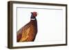 Common Pheasant - Clear-Staffan Widstrand-Framed Giclee Print