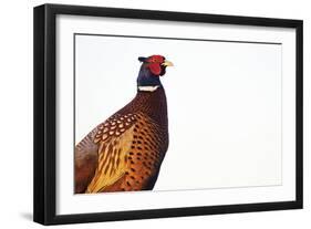 Common Pheasant - Clear-Staffan Widstrand-Framed Giclee Print