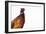 Common Pheasant - Clear-Staffan Widstrand-Framed Giclee Print