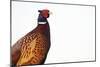 Common Pheasant - Clear-Staffan Widstrand-Mounted Giclee Print