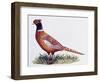 Common Pheasant Cock (Phasianus Colchicus), Phasianidae-null-Framed Premium Giclee Print