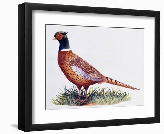 Common Pheasant Cock (Phasianus Colchicus), Phasianidae-null-Framed Premium Giclee Print