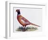 Common Pheasant Cock (Phasianus Colchicus), Phasianidae-null-Framed Premium Giclee Print