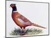 Common Pheasant Cock (Phasianus Colchicus), Phasianidae-null-Mounted Premium Giclee Print