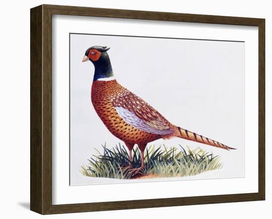 Common Pheasant Cock (Phasianus Colchicus), Phasianidae-null-Framed Giclee Print