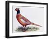 Common Pheasant Cock (Phasianus Colchicus), Phasianidae-null-Framed Giclee Print