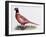 Common Pheasant Cock (Phasianus Colchicus), Phasianidae-null-Framed Giclee Print