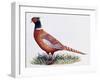 Common Pheasant Cock (Phasianus Colchicus), Phasianidae-null-Framed Giclee Print