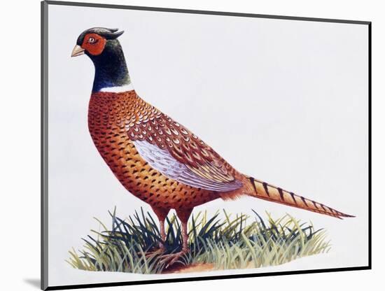 Common Pheasant Cock (Phasianus Colchicus), Phasianidae-null-Mounted Giclee Print