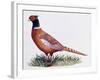 Common Pheasant Cock (Phasianus Colchicus), Phasianidae-null-Framed Giclee Print