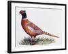 Common Pheasant Cock (Phasianus Colchicus), Phasianidae-null-Framed Giclee Print