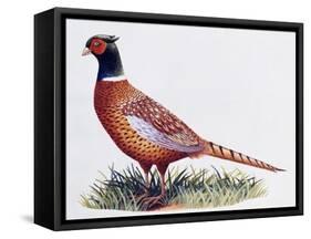 Common Pheasant Cock (Phasianus Colchicus), Phasianidae-null-Framed Stretched Canvas