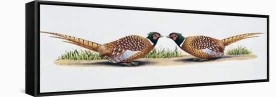 Common Pheasant Cocks (Phasianus Colchicus) in Threat Display, Phasianidae-null-Framed Stretched Canvas