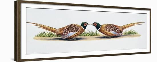 Common Pheasant Cocks (Phasianus Colchicus) in Threat Display, Phasianidae-null-Framed Premium Giclee Print