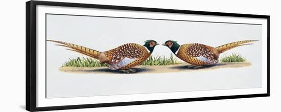 Common Pheasant Cocks (Phasianus Colchicus) in Threat Display, Phasianidae-null-Framed Premium Giclee Print