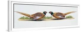 Common Pheasant Cocks (Phasianus Colchicus) in Threat Display, Phasianidae-null-Framed Premium Giclee Print