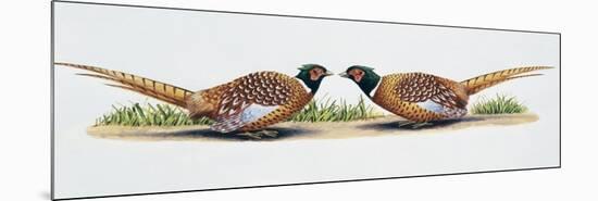 Common Pheasant Cocks (Phasianus Colchicus) in Threat Display, Phasianidae-null-Mounted Premium Giclee Print