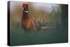 Common Pheasant - Field-Staffan Widstrand-Stretched Canvas