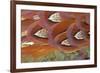 Common Pheasant (Phasianus colchicus) adult male, close-up of feathers, Scottish Borders-Phil McLean-Framed Photographic Print