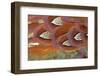 Common Pheasant (Phasianus colchicus) adult male, close-up of feathers, Scottish Borders-Phil McLean-Framed Photographic Print