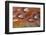 Common Pheasant (Phasianus colchicus) adult male, close-up of feathers, Scottish Borders-Phil McLean-Framed Photographic Print