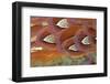 Common Pheasant (Phasianus colchicus) adult male, close-up of feathers, Scottish Borders-Phil McLean-Framed Photographic Print