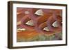 Common Pheasant (Phasianus colchicus) adult male, close-up of feathers, Scottish Borders-Phil McLean-Framed Photographic Print