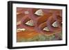 Common Pheasant (Phasianus colchicus) adult male, close-up of feathers, Scottish Borders-Phil McLean-Framed Photographic Print