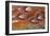 Common Pheasant (Phasianus colchicus) adult male, close-up of feathers, Scottish Borders-Phil McLean-Framed Photographic Print