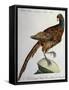 Common Pheasant (Phasianus Vulgaris)-null-Framed Stretched Canvas