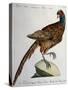 Common Pheasant (Phasianus Vulgaris)-null-Stretched Canvas