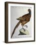 Common Pheasant (Phasianus Vulgaris)-null-Framed Giclee Print