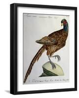 Common Pheasant (Phasianus Vulgaris)-null-Framed Giclee Print