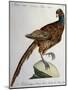Common Pheasant (Phasianus Vulgaris)-null-Mounted Giclee Print