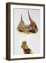 Common Pheasants Pair (Phasianus Colchicus) and Golden Pheasant (Chrysolophus Pictus), Phasianidae-null-Framed Giclee Print