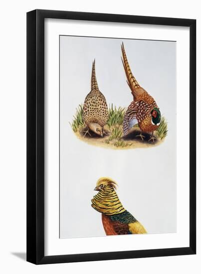 Common Pheasants Pair (Phasianus Colchicus) and Golden Pheasant (Chrysolophus Pictus), Phasianidae-null-Framed Giclee Print